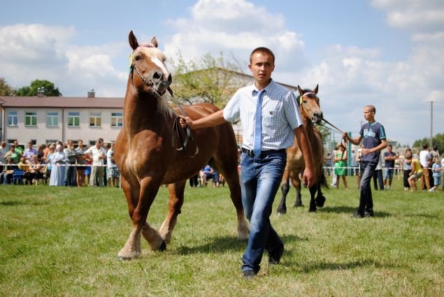 Wystawa koni