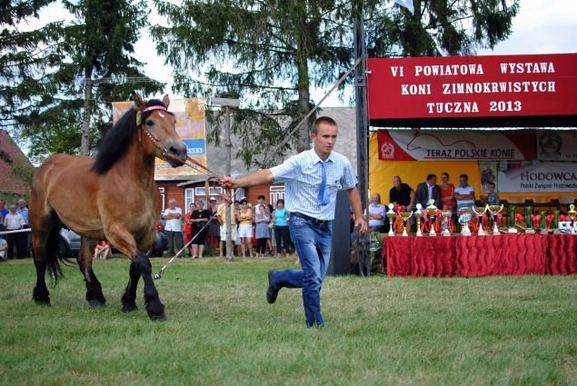 Wystawa koni