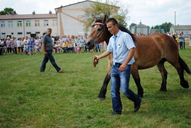 Wystawa koni