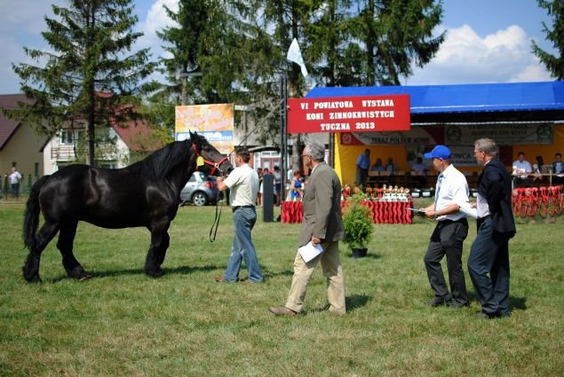 Wystawa koni