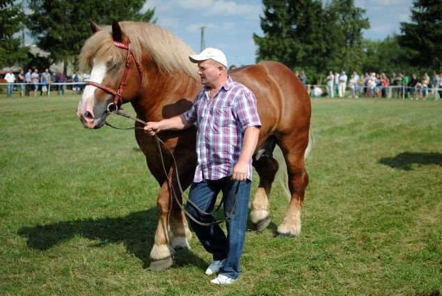 Wystawa koni