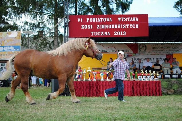Wystawa koni