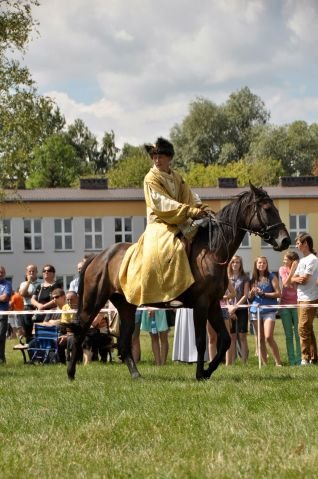 Wystawa koni