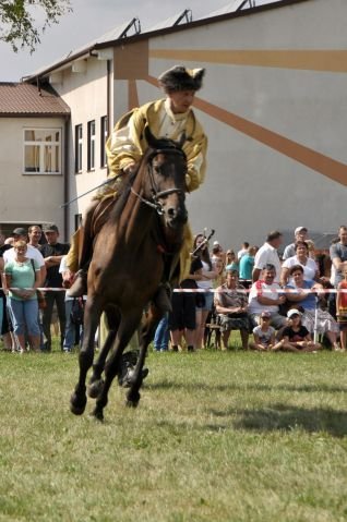 Wystawa koni