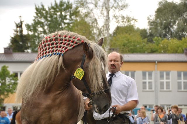 Pokaz koni