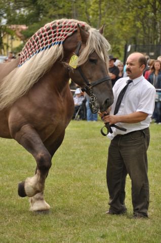 Pokaz koni