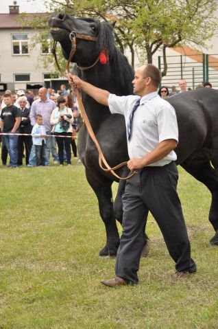Pokaz koni