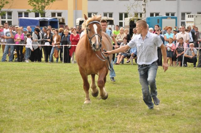 Pokaz koni