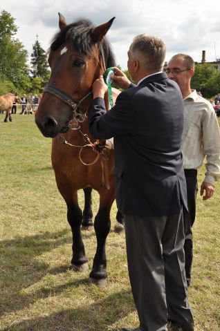 Pokaz koni