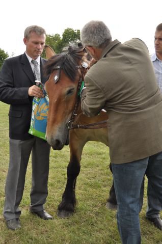 Pokaz koni