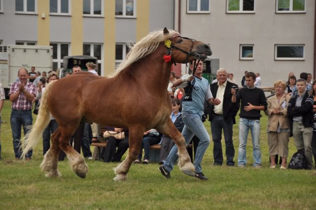 Pokaz koni