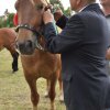 Pokaz koni