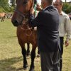 Pokaz koni