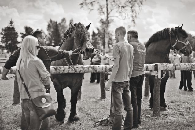 Powiatowa Wystawa Koni 2014