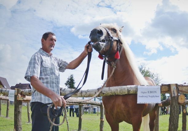 Powiatowa Wystawa Koni 2014