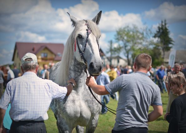 Powiatowa Wystawa Koni 2014