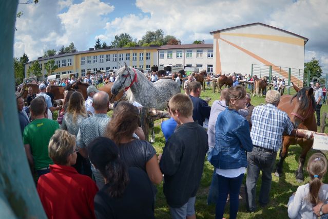 Powiatowa Wystawa Koni 2014