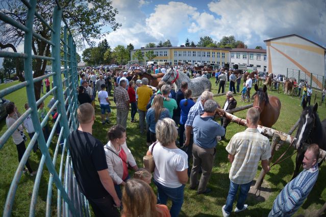 Powiatowa Wystawa Koni 2014