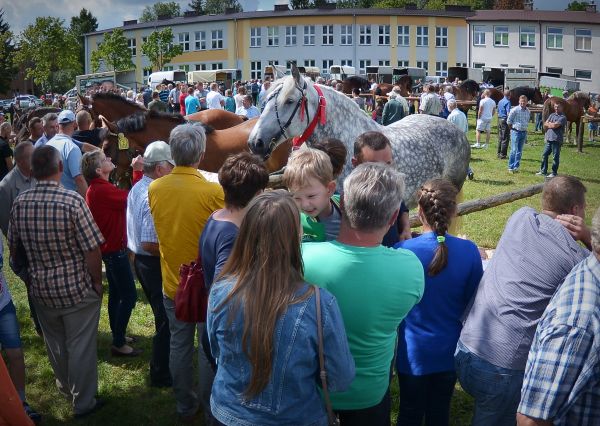 Powiatowa Wystawa Koni 2014
