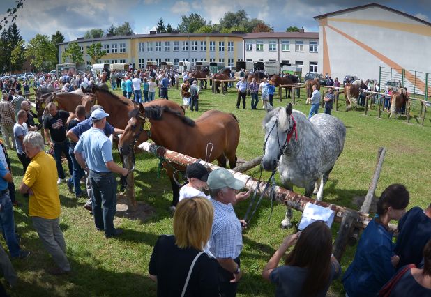 Powiatowa Wystawa Koni 2014
