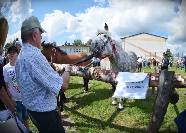 Powiatowa Wystawa Koni 2014