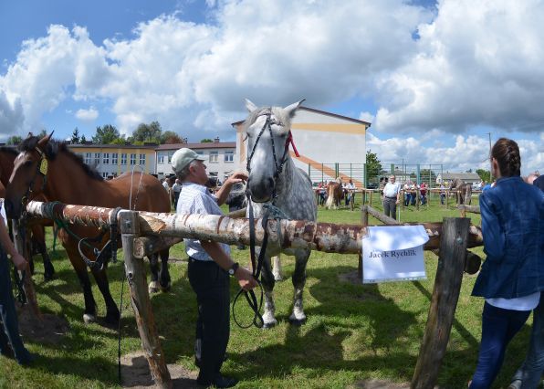 Powiatowa Wystawa Koni 2014