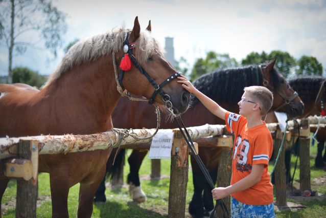 Powiatowa Wystawa Koni 2014