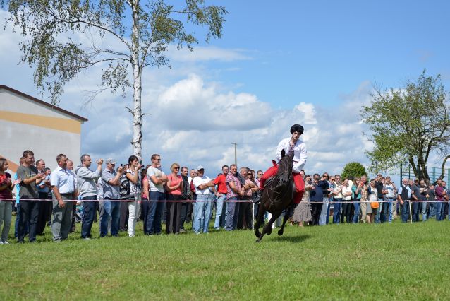 Powiatowa Wystawa Koni 2014