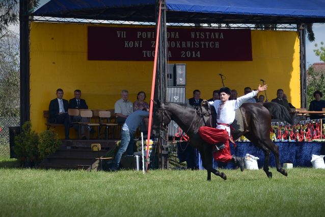 Powiatowa Wystawa Koni 2014