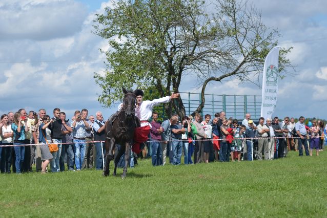 Powiatowa Wystawa Koni 2014