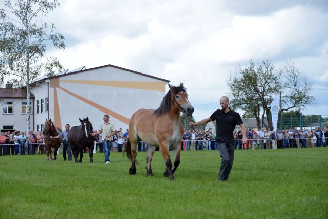 Powiatowa Wystawa Koni 2014