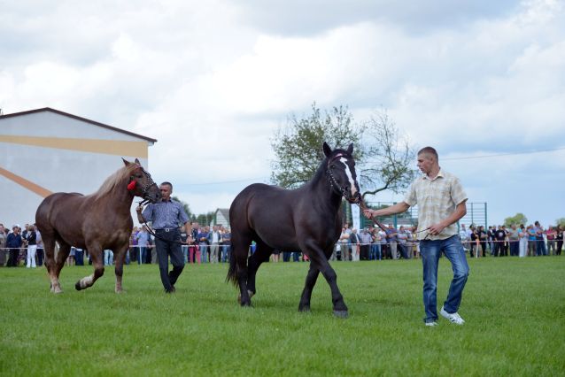 Powiatowa Wystawa Koni 2014