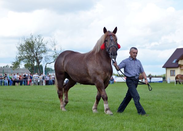 Powiatowa Wystawa Koni 2014