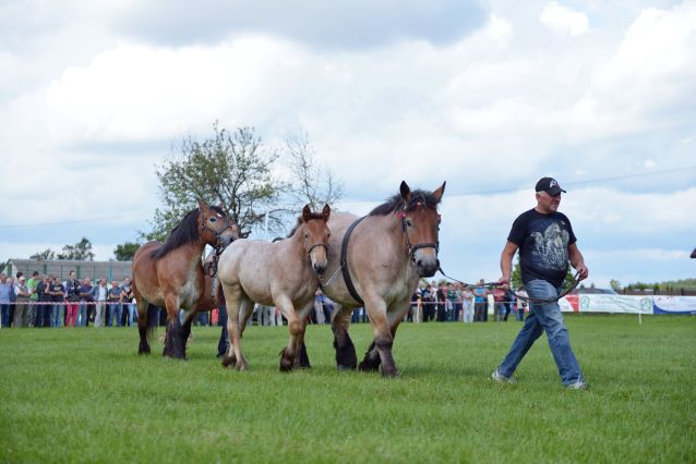 Powiatowa Wystawa Koni 2014