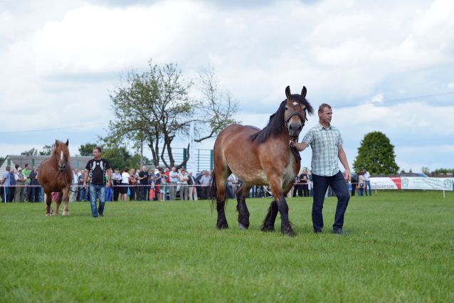 Powiatowa Wystawa Koni 2014