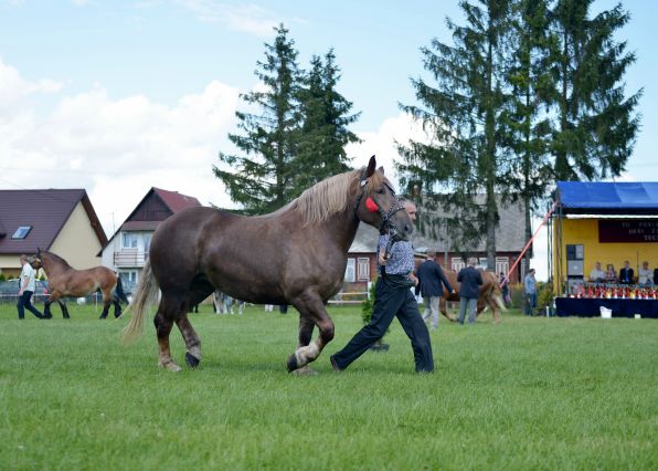 Powiatowa Wystawa Koni 2014