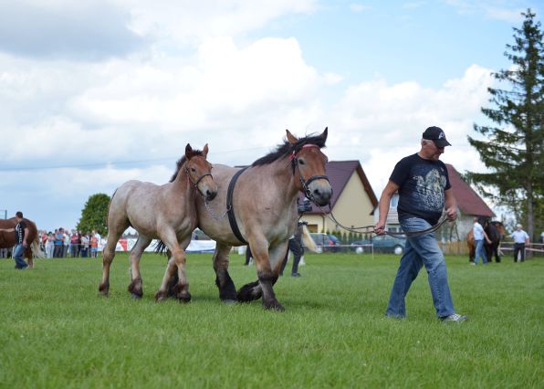 Powiatowa Wystawa Koni 2014