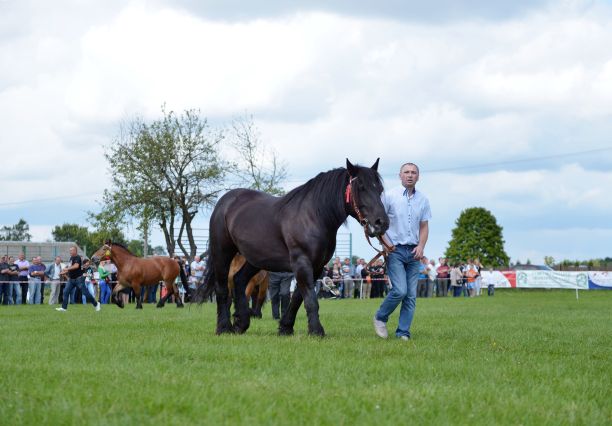 Powiatowa Wystawa Koni 2014