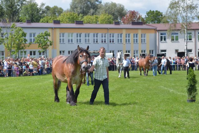 Powiatowa Wystawa Koni 2014