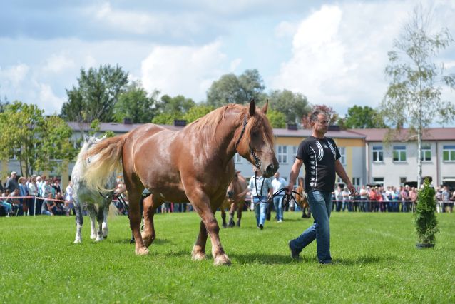 Powiatowa Wystawa Koni 2014