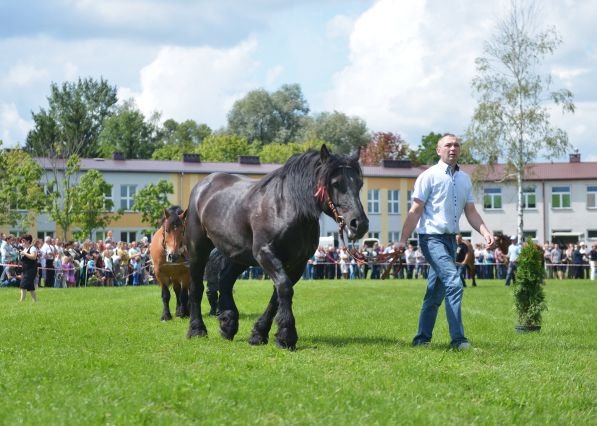 Powiatowa Wystawa Koni 2014