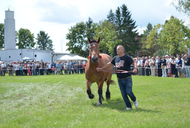 Powiatowa Wystawa Koni 2014