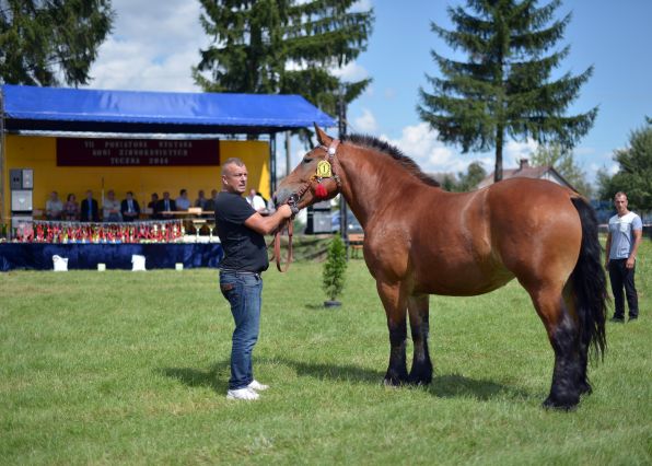 Powiatowa Wystawa Koni 2014