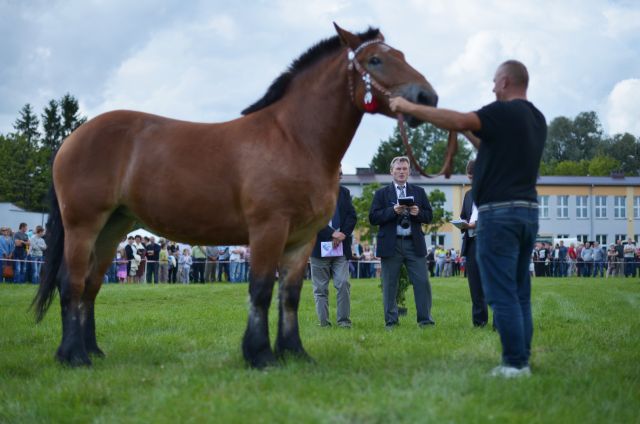 Powiatowa Wystawa Koni 2014
