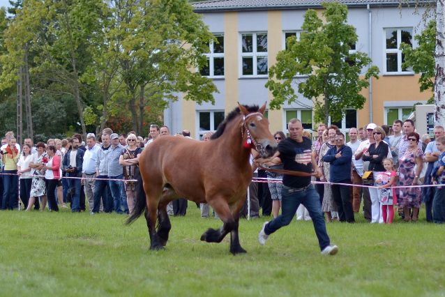 Powiatowa Wystawa Koni 2014
