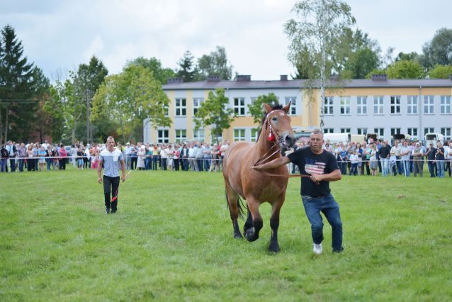 Powiatowa Wystawa Koni 2014