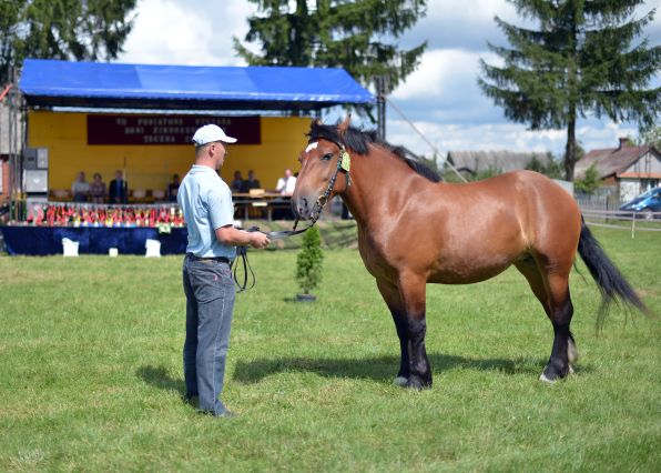 Powiatowa Wystawa Koni 2014