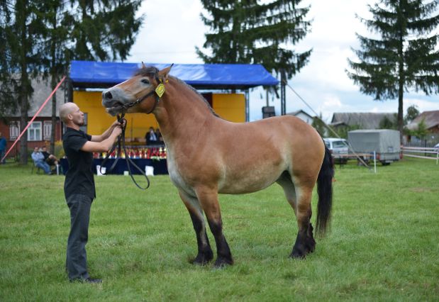 Powiatowa Wystawa Koni 2014