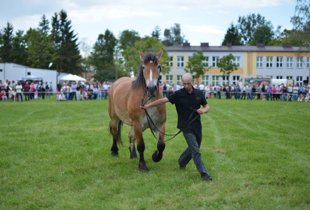 Powiatowa Wystawa Koni 2014
