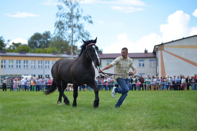 Powiatowa Wystawa Koni 2014